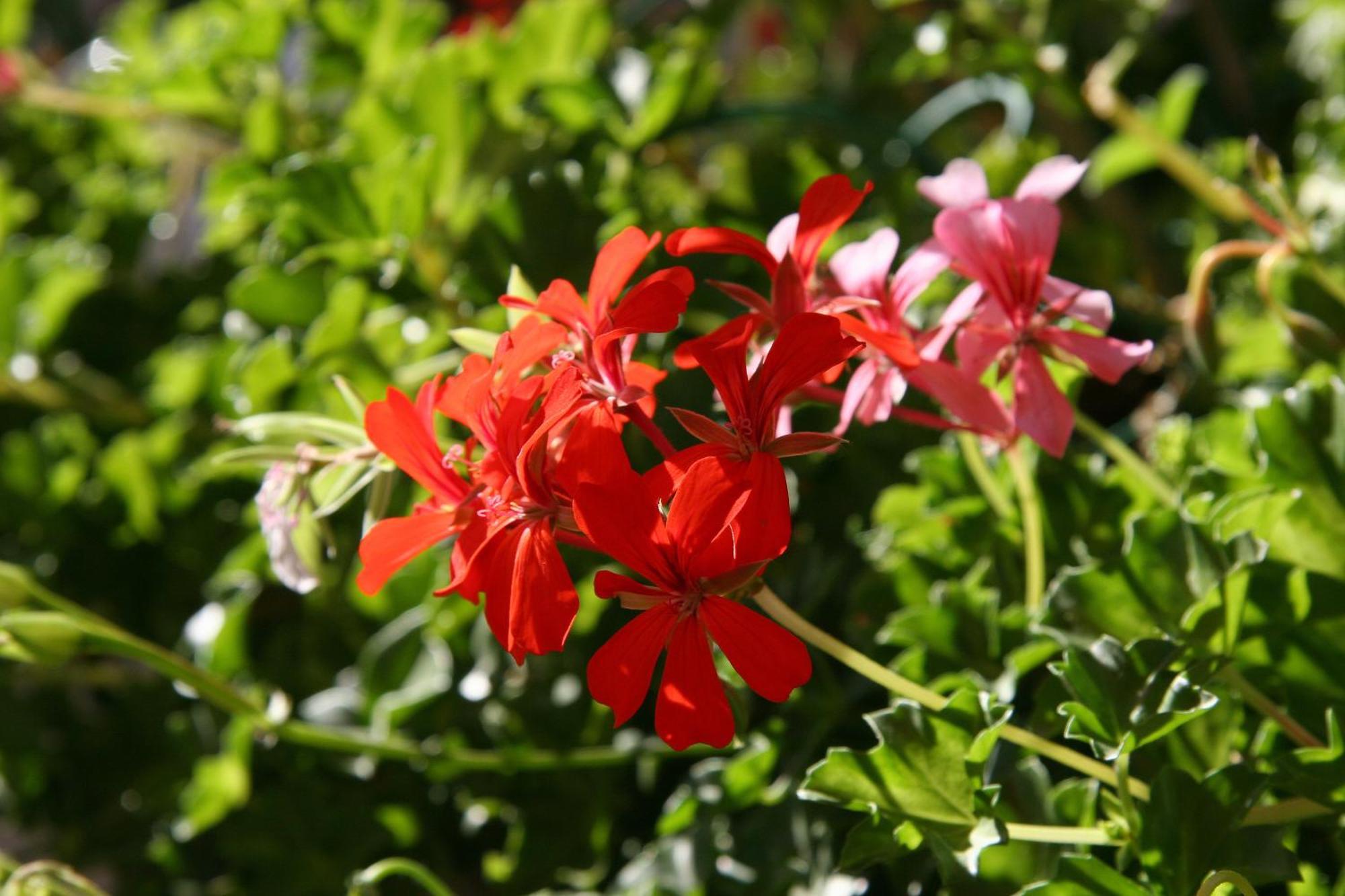 Logis Hotel Restaurant Les Geraniums Le Barroux Dış mekan fotoğraf